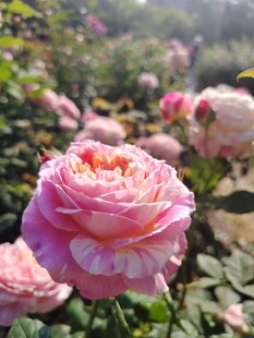 娇艳粉色玫瑰绽放