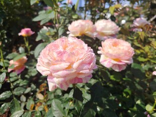 粉色娇艳月季花绽放