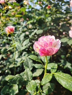 娇艳粉色玫瑰绽放绿叶间