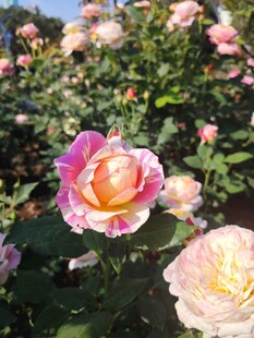 娇艳多彩花朵绽放