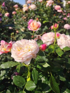 粉色玫瑰花海绽放美景