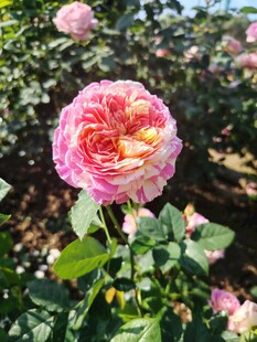 娇艳粉色玫瑰绽放花田