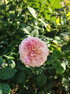 娇艳粉玫瑰绽于绿叶间