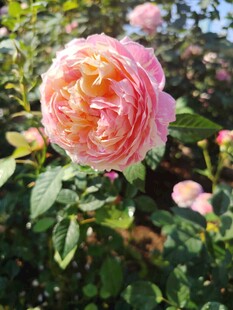 娇艳粉色玫瑰绽放