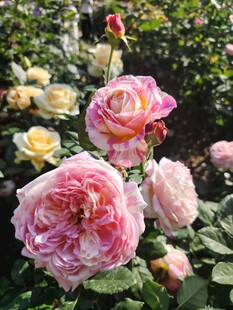 多彩娇艳的绽放玫瑰