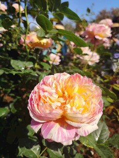 娇艳双色玫瑰绽放