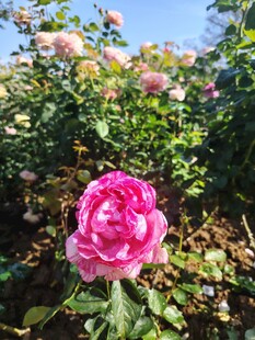 娇艳粉色玫瑰绽放花丛中