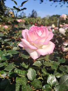 娇艳粉色玫瑰绽放