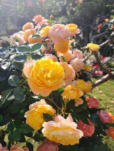 多彩娇艳的盛开玫瑰花