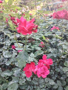 娇艳绽放的红色花卉