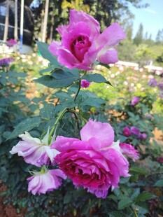 娇艳绽放的粉色牡丹