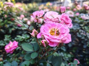 娇艳粉色月季花绽放