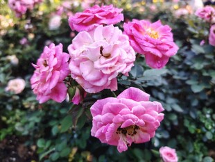 娇艳粉色月季花绽放