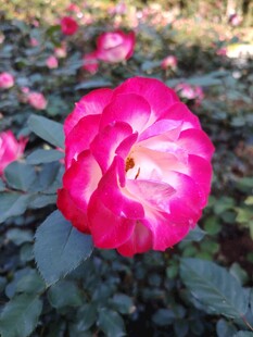 娇艳粉色月季花绽放