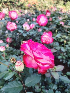 月季花