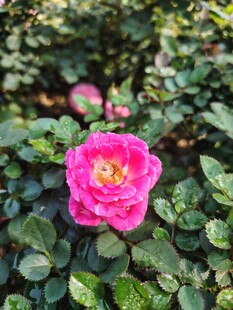 月季花