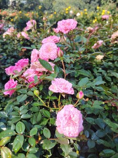 月季花