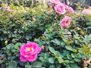 月季花