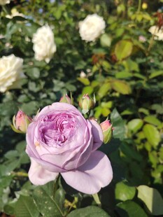 淡紫色玫瑰绽放于花丛