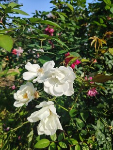 蔷薇花
