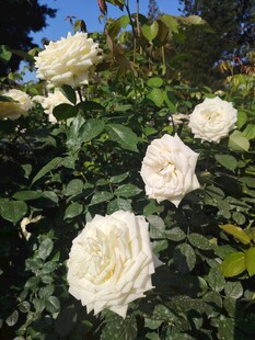月季花