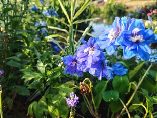 蓝紫色花卉绽放于绿植间