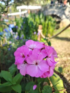 娇艳粉色花朵绽放