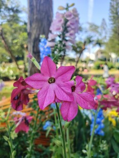 多彩花卉绽放美丽花园