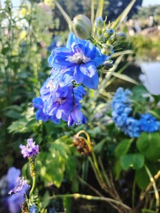 蓝花绽放于绿意间