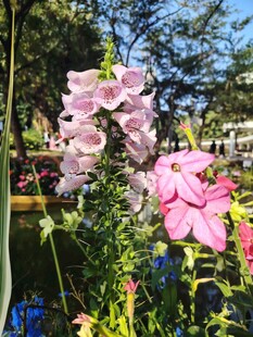 娇艳绽放的多彩花卉