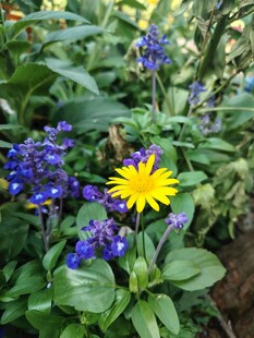 黄蓝花卉相映成趣