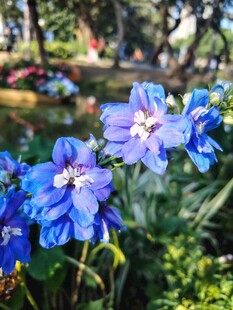 蓝花绽放于绿意间