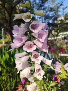 绽放的粉色毛地黄花