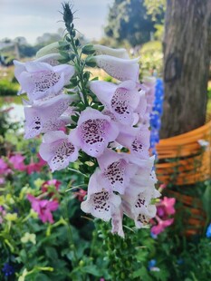 美丽毛地黄绽放于花丛中