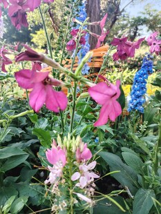 多彩花卉绽放于花园中