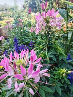 美丽醉蝶花绽放花园