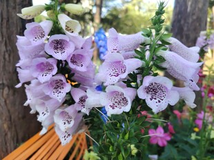 紫色风铃花绽放于林间