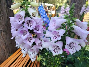 紫色风铃花绽放于木旁