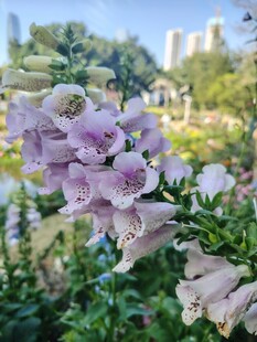 淡紫色花卉绽放于绿意间