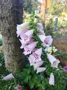 树旁低垂的粉紫色吊钟花