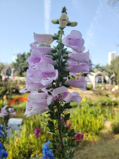 花园中绽放的紫色毛地黄