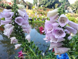 美丽毛地黄绽放于花丛中