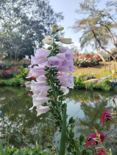 池塘边绽放的美丽毛地黄