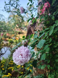 花园中绽放的多彩花卉