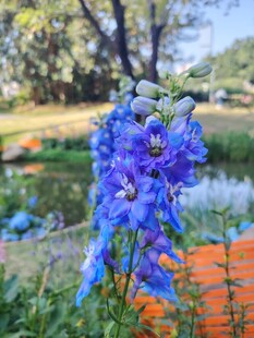 蓝花绽放于户外美景中