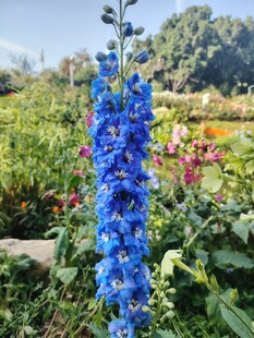 蓝花绽放于多彩花园中