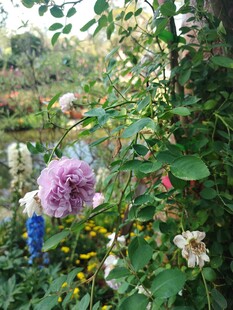 花园中的多彩花卉绽放
