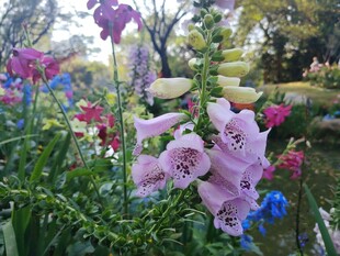 多彩娇美绽放的花丛