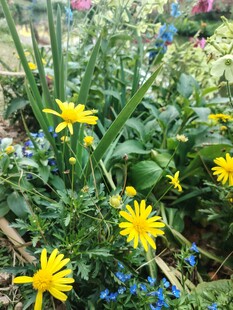 花园中绽放的黄色小花