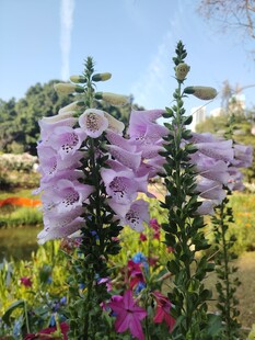 紫色毛地黄绽放于花园